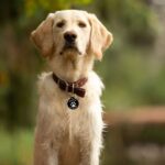 🖼️ 12962-1-hundemarke-rund-gravurmass-o.jpg | 🌟 Gravur nach Wunsch 🪄 Bild von hundemarke rund gravurmass ojpg | 🌟 Gravur nach Wunsch 🪄