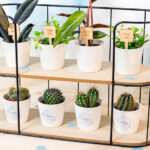 Bild von   blumentopf und pflanzensteckerjpg | 🌟 Gravur nach Wunsch 🪄