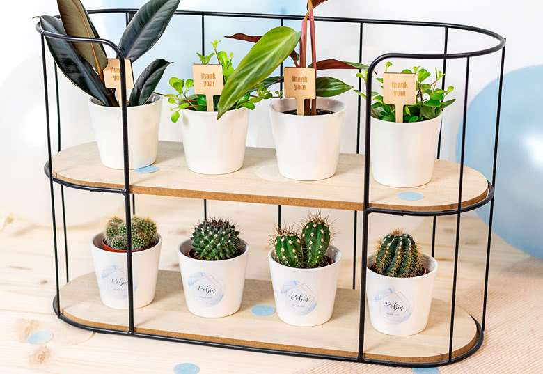 Two-tier plant stand with small white pots holding leafy plants and cacti on wooden shelves; some pots have “thank you” tags, inside a bright room.